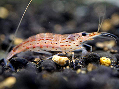 Amano Shrimp